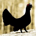 Urogallos-al-canto-prin