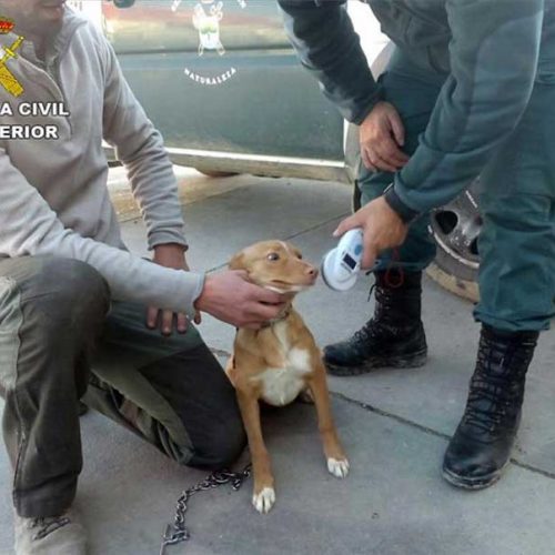 La AER agradece al Seprona la recuperación de 29 perros robados en Córdoba