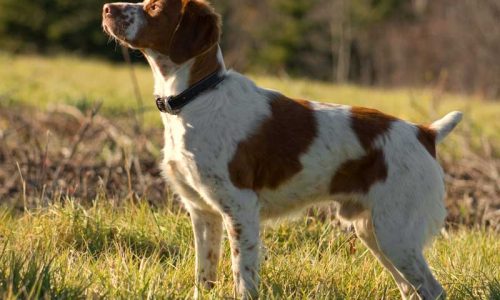 ¿Es el olfato lo más importante en un perro de caza?