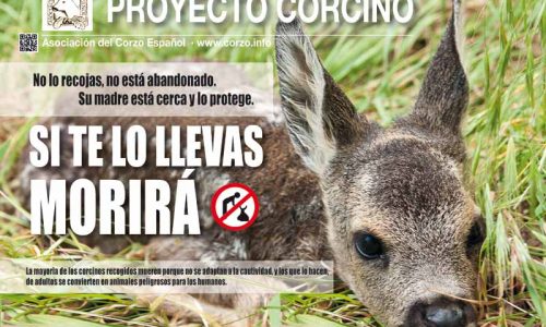 La Asociación del Corzo Español presenta su campaña proyecto corcino 2017