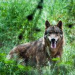 Lobo-cantabria