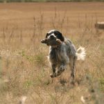 el-cobro-en-los-perros-de-caza-prin
