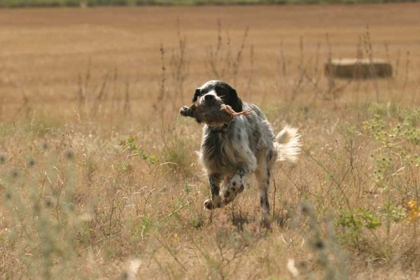 el-cobro-en-los-perros-de-caza-prin