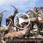 Artemisan-Guadarrama