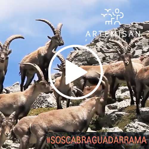 Artemisan-Guadarrama