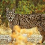El-lince-javier-hidalgo