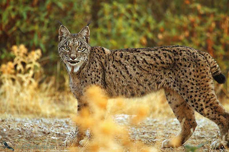 El-lince-javier-hidalgo