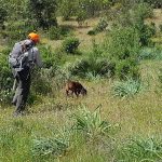 Prueba-perros-de-sangre