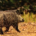 Espera-con-Ballesta-prin