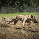 Fedexcaza-Galgos