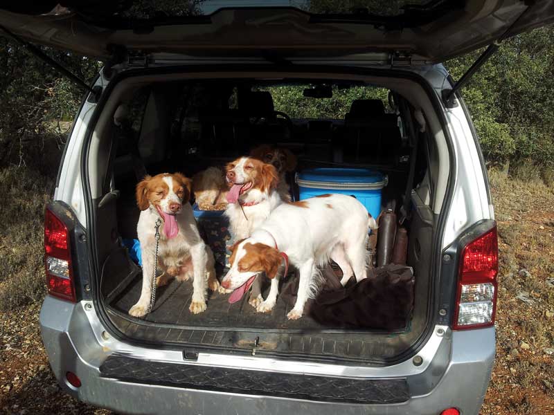 cuidados-perros-verano-principal