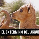 fin-exterminio-arrui