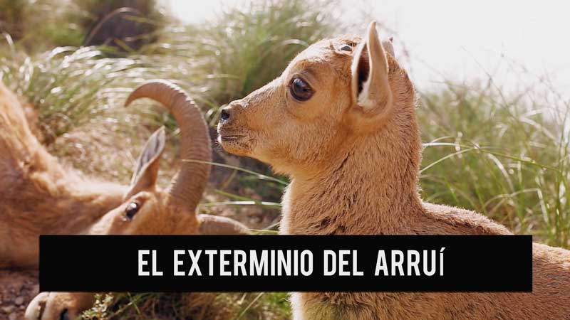 fin-exterminio-arrui