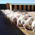 Alegaciones-ley-protreccion-animal-CLM