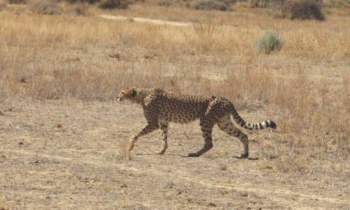 Cheeta. La difícil caza del «Misil» africano en Namibia