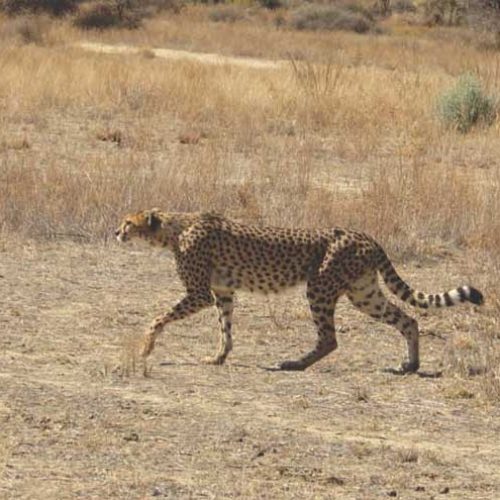 Cheeta. La difícil caza del «Misil» africano en Namibia