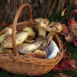 boletus-con-jamon-prin
