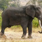 elefante-trofeo-cites