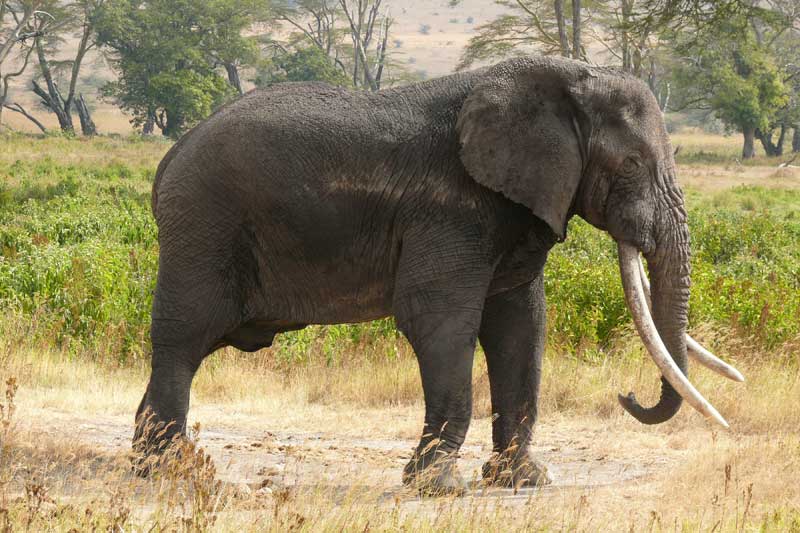 elefante-trofeo-cites