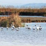 Albufera-valenciana-prin
