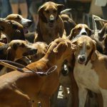 Perros-de-caza-onc