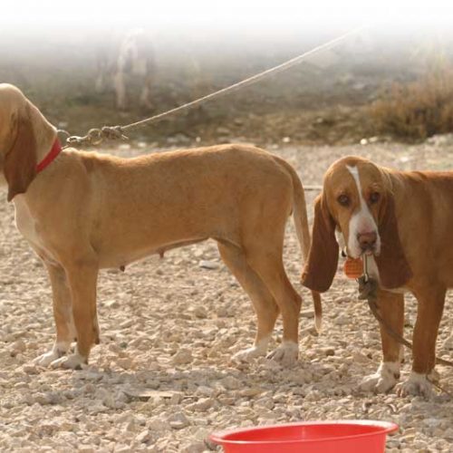 El perro de caza y la insuficiencia renal, sintomas y tratamiento