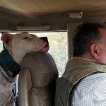 vacunacion-perros-de-caza