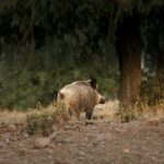 Eficacia-del-primer-disparo-prin