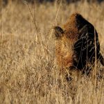 Esperas-de-jabali-enganchan-jabalí-vivo