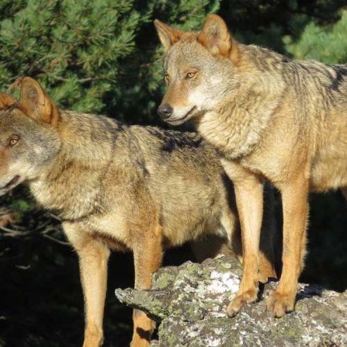 3 Mentiras de WWF sobre el lobo en asturias