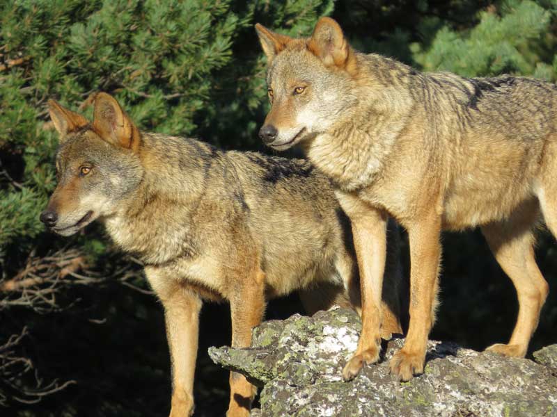 Lobos