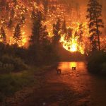 incendio-forestal-javier-hidalgo