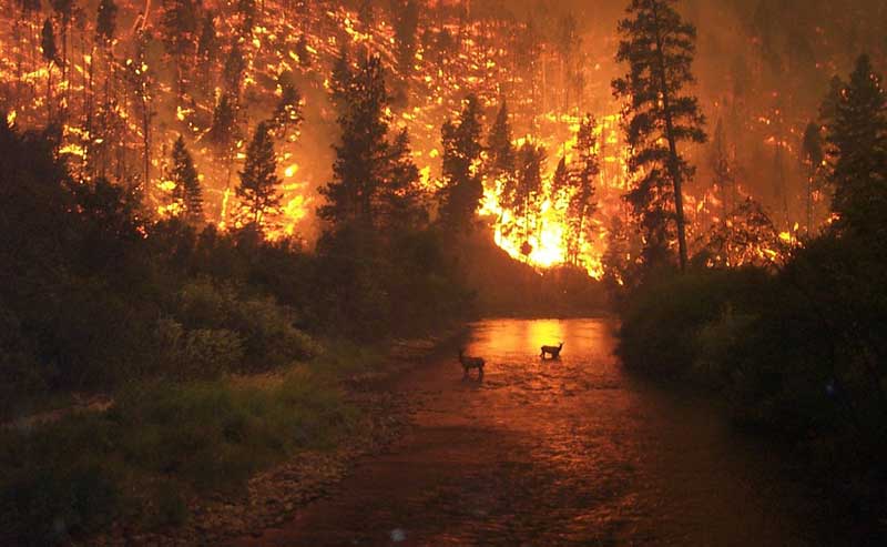 incendio-forestal-javier-hidalgo