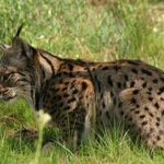 lince-onc