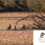 proyecto-RUFA-prin