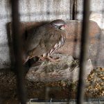 repoblaciones-y-reintroducciones
