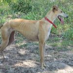 Galgo_Español_hembra_02
