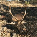 Monteria-caracu-prin