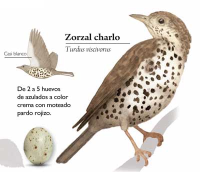 Zorzal-charloilus