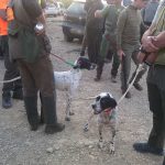 campeonato-cyl-caza-menor-con-perro