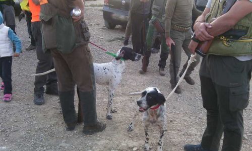 XXVIII Campeonato de Castilla y León de Caza Menor con Perro