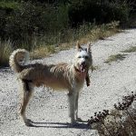 -podenco