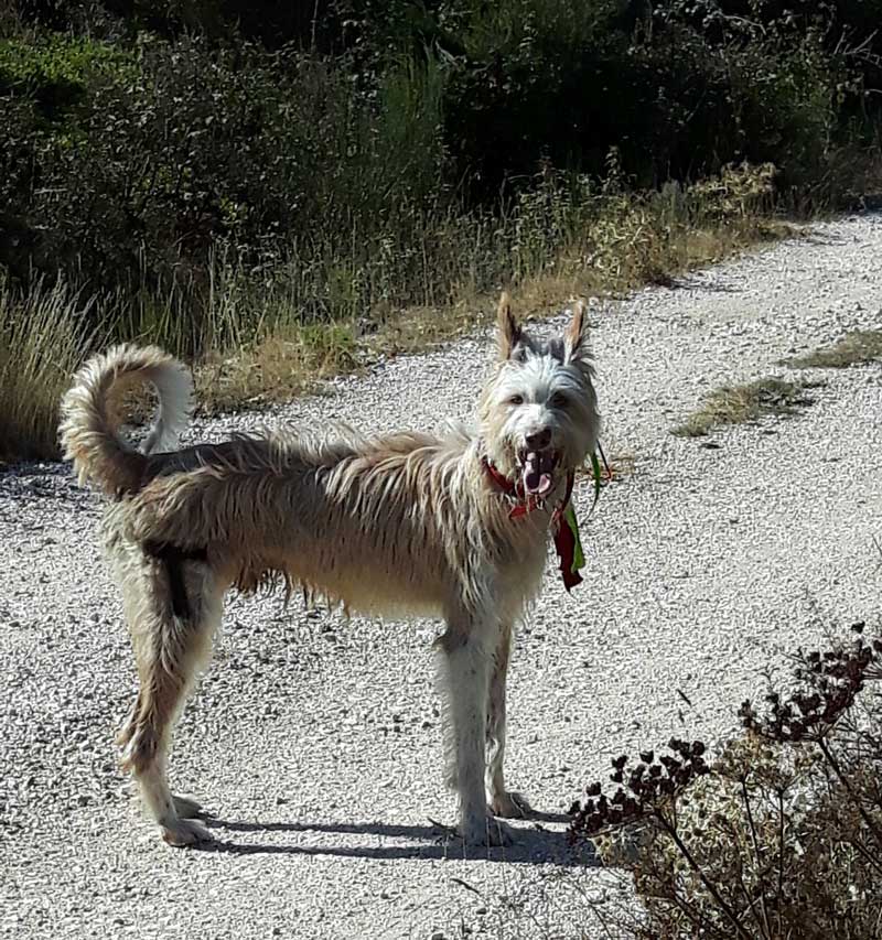 -podenco