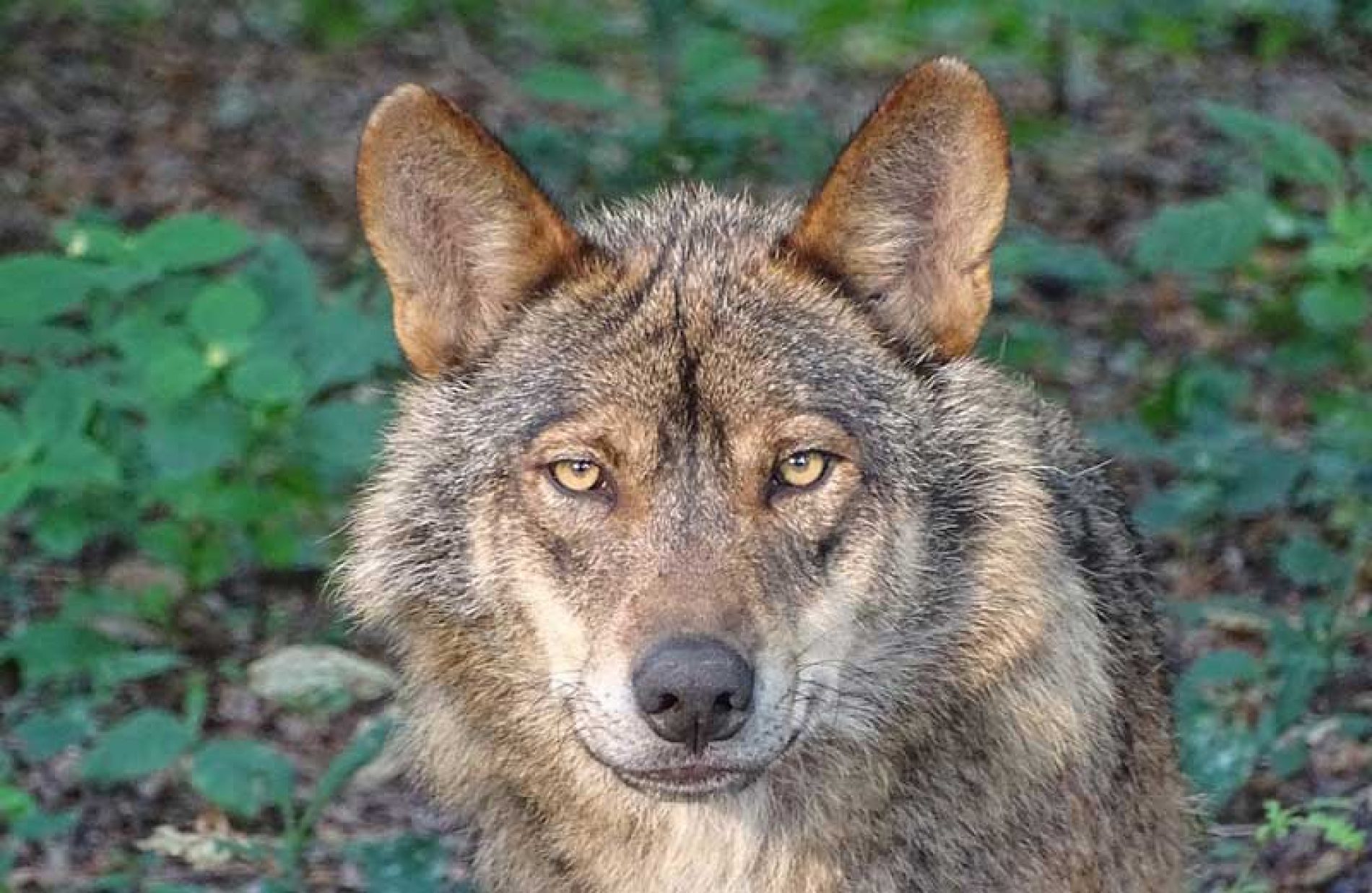 Artemisan advierte que las bases para la estrategia de conservación del lobo del MITECO abren las puertas a traslocaciones