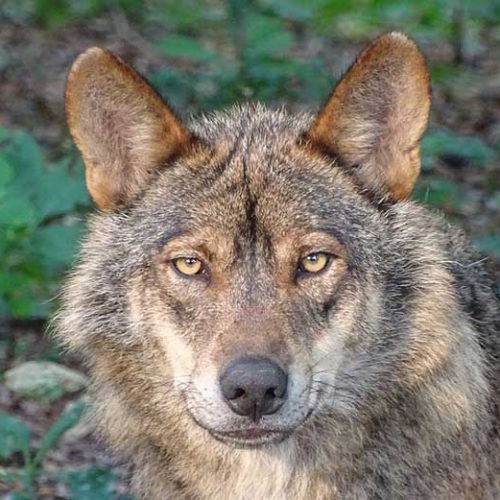Artemisan advierte que las bases para la estrategia de conservación del lobo del MITECO abren las puertas a traslocaciones