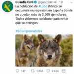 lobo-guardiacivil
