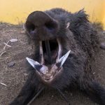 monteria-Herdade-do-Almodovar-prin