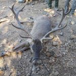 monteria-Val-de-Porros-venado