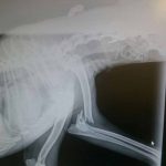 perros-de-caza-traumatismos-prin