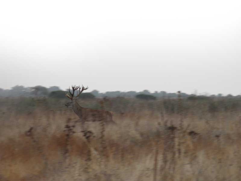 el-ciervo-caza-y-costumbres-cruzando